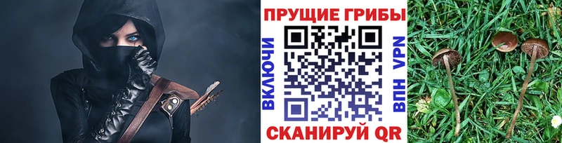 Галлюциногенные грибы Psilocybe  где найти   МЕГА ONION  Козельск 
